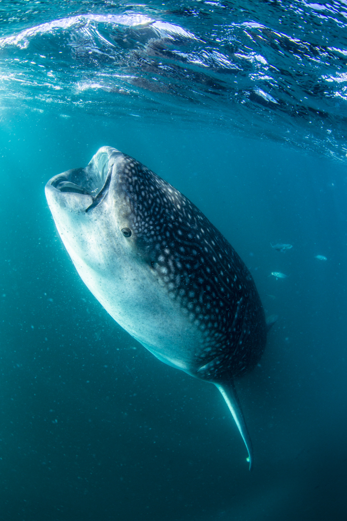 Tiburón Ballena 2 - FITUPAZ